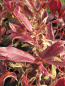 Preview: Traubenheide Firestar - Leucothoe Firestar - immergrüne Blütensträucher - Traubenmyrten - Lorbeerkrüglein